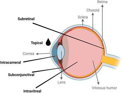 Strategies to Improve the Targeting of Retinal Cells by Non-Viral Gene Therapy Vectors